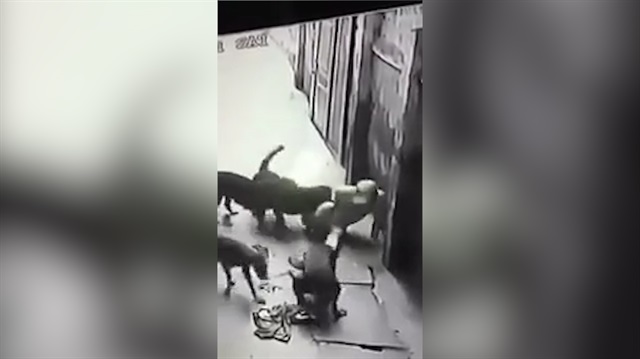Sokak köpekleri kendilerini seven adamı paramparça etti!