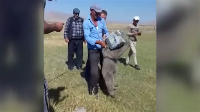 Vanda ayı kurtarma operasyonu