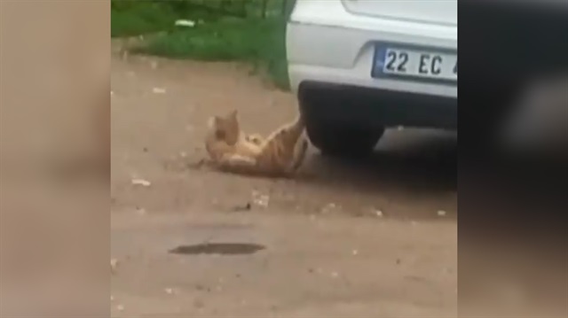 Mekik çeken kedi kahkahaya boğdu