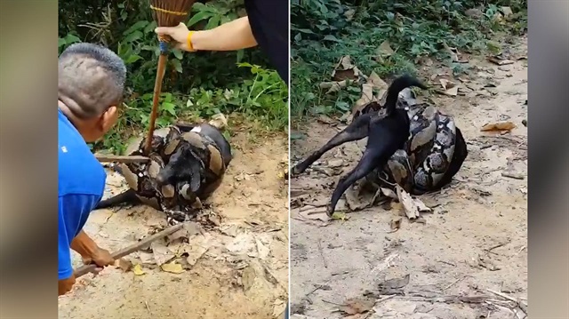 Köpeği devasa pitonun hışmından böyle kurtardılar