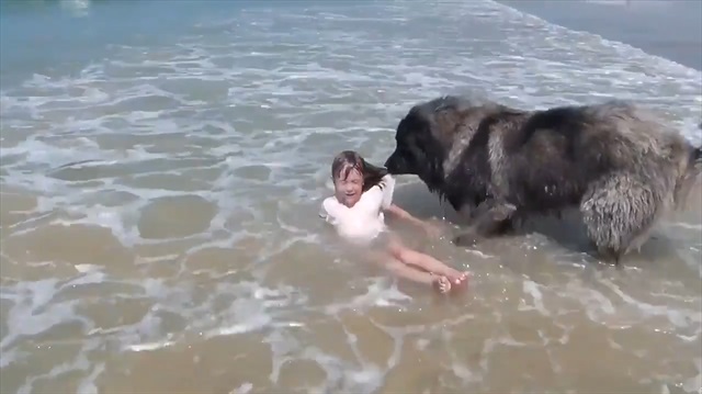 Küçük sahibini tehlikeden koruyan köpek