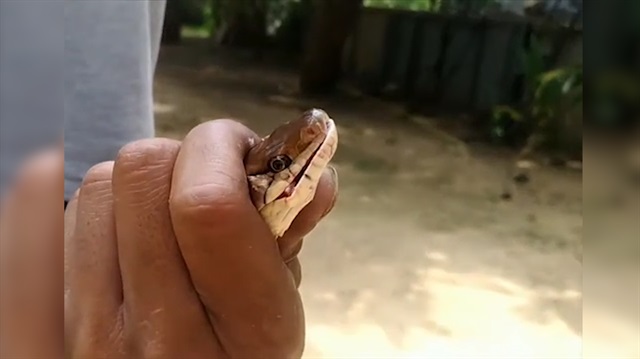 Kaputa giren yılanı elleriyle çekip çıkardı