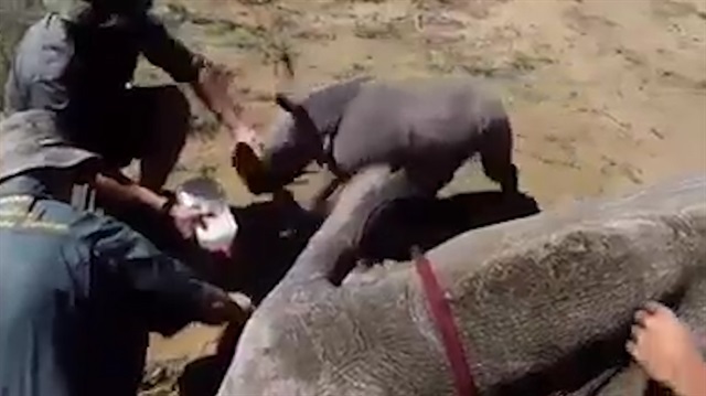 Annesini korumaya çalışan gergedan