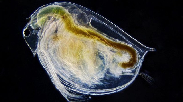 Zooplankton