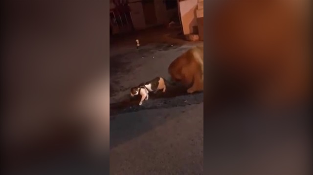 Kediyi kavgadan çekip alan köpek kahkahaya boğdu