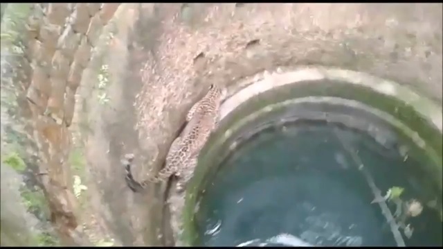 Kuyuya düşen öfkeli leoparın kurtarılma anı