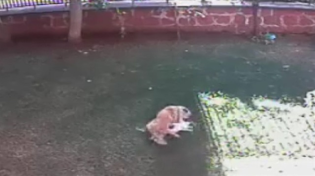 Korkusuz kedi yavruları için köpekle boğuştu