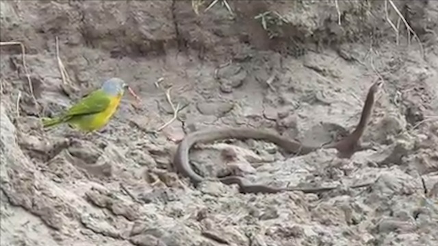Yılanın canlı canlı içini oyan kuş görenleri şaşırttı