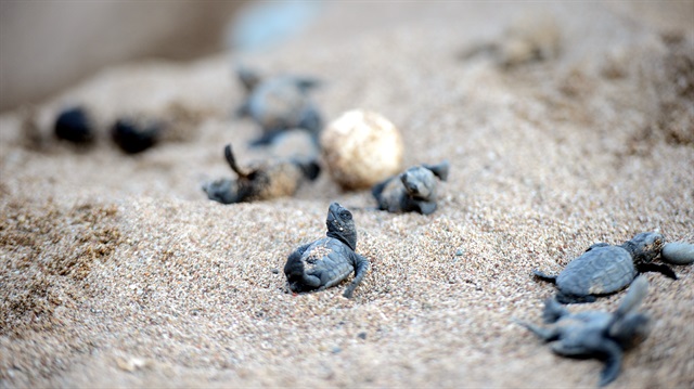 Caretta carettalar denizle buluştu