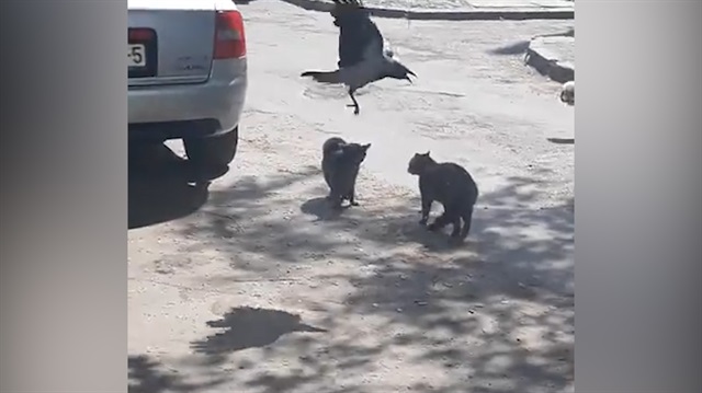 Kedilerin kavgasını ayırmaya çalışan ara bulucu karga