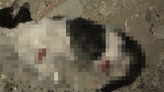 Vicdansızlar kedinin dört bacağını da keserek öldürdü