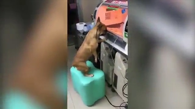 Prematüre doğan yavrusunu pür dikkat izleyen anne köpek