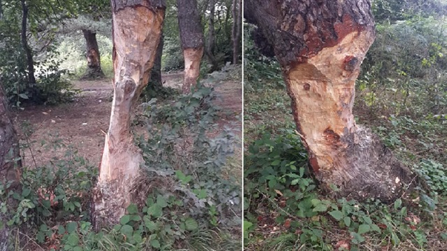 Ağaçların, çıra için oyulması tepki çekti.