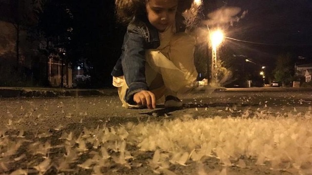 Ardahan'da 'kelebeklerin ölüm dansı' başladı.