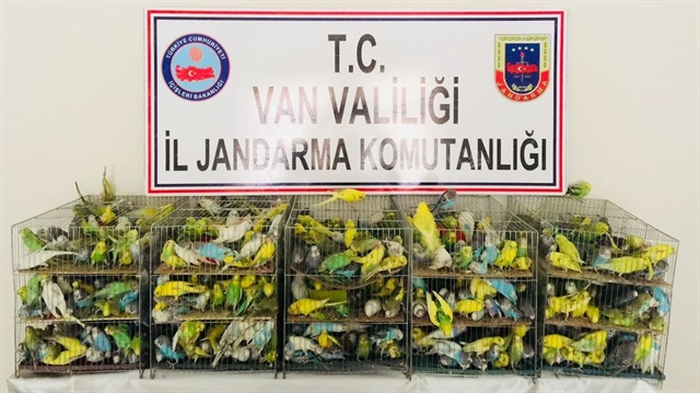 Jandarmanın arama yapmak için durdurduğu arabadan çıkan 630 muhabbet kuşu muhafazaya alındı.