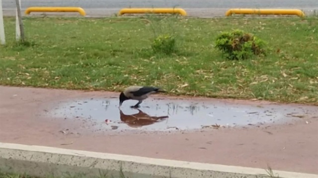 Karganın akıllara durgunluk veren zekası