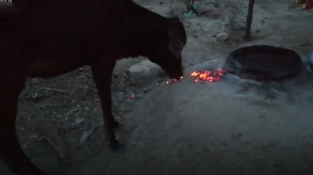 Aç kalan ineğin yedikleri izleyenleri şoke ediyor
