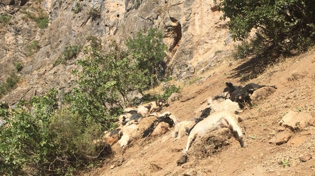Uçurumdan yuvarlanan koyun ve keçilerin telef olduğu öğrenildi.