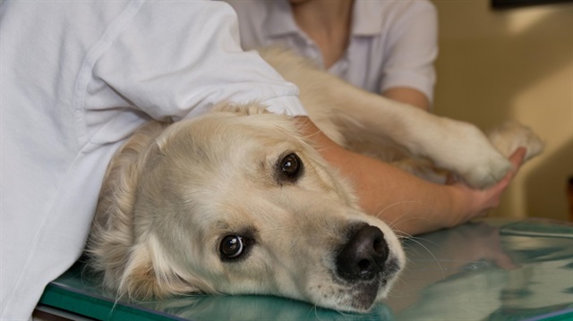 Köpeğinin veteriner ihmali nedeniyle öldüğünü öne süren kadının sosyal medya paylaşımları mahkemeye taşındı.