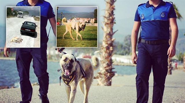 Muğla'da aracın arkasından sürüklenen köpek 'turizm zabıtası' olarak belediye ekipleriyle göreve başladı.