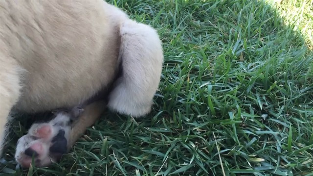 Yavru köpeklere akılalmaz işkence!