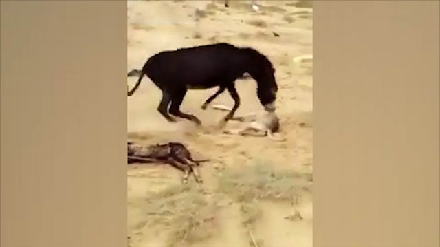 Yavrusunu öldüren kurdu yerden yere vuran eşek