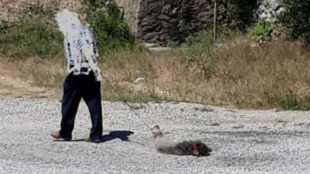 Gümüşhane’de genç boz ayıyı öldüren şahsa 17 bin 455 lira ceza kesildi