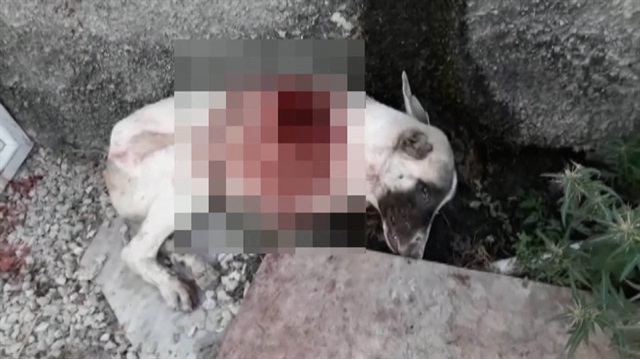 Vicdansız adam bahçesine giren köpeği tüfekle vurup öldürdü