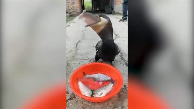 Karabatak kuşu tutulan balıkları tek hamlede mideye indiriyor