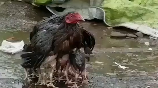 Yavrularına kol kanat geren anne tavuk