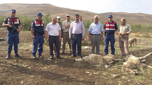 Çorum'da kurtlar 78 küçükbaş hayvanı parçaladı