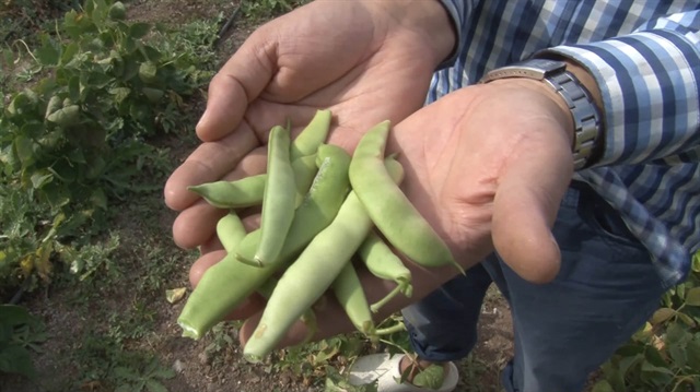 8 kilogram ata tohumuyla 2 ton fasulye elde etti
