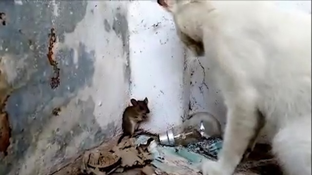 Yalvaran fareyi affeden kedi izlenme rekorları kırıyor