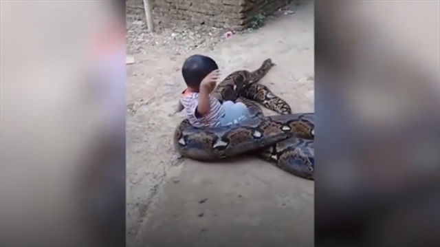 Devasa pitonla oyuncak gibi oynayan ufaklık