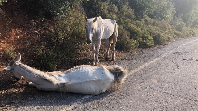 Bir at, yerde yatan atın başından ayrılmadan bekledi.