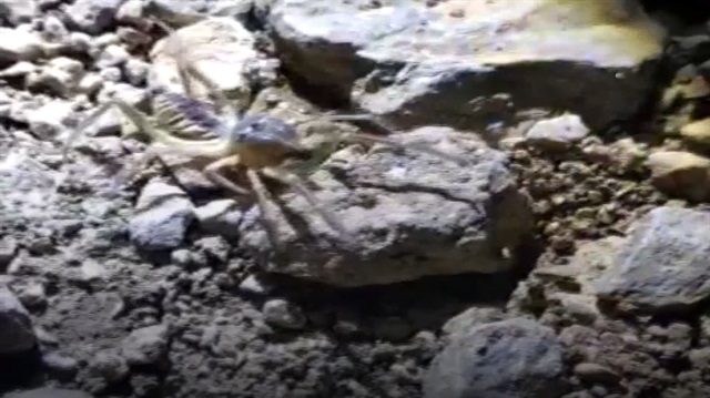 Sivas'ta 'et yiyen örümcek' paniği