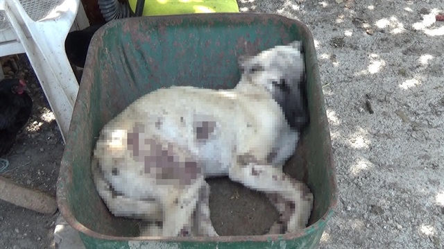 Silahla yaralanan köpek hayatını kaybederken, olayla ilgili soruşturma başlatıldı.