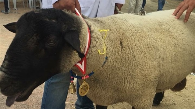 Suffolk ırkı koç 15 bine alıcı buldu.