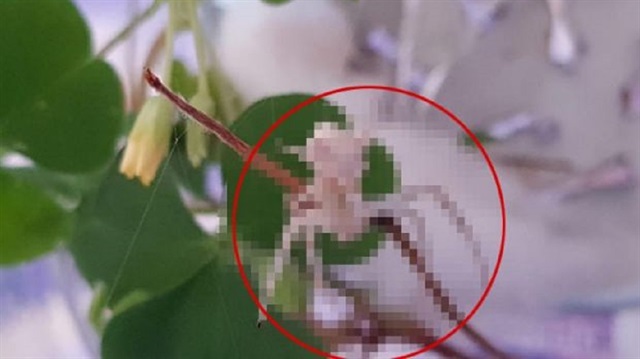Gani, insan yüzünü andıran görüntüsüyle bu örümceğin köşeli yengeç örümceği olduğunu belirtti.