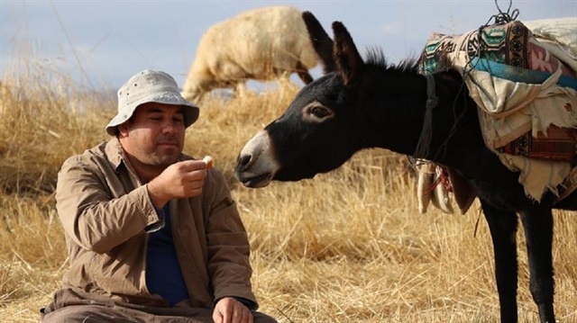 Ali Uğurlu, 2014'te Ulukışla Belediye Başkanı seçilmesine rağmen büyük bir tutkuyla bağlandığı çobanlıktan vazgeçmiyor.