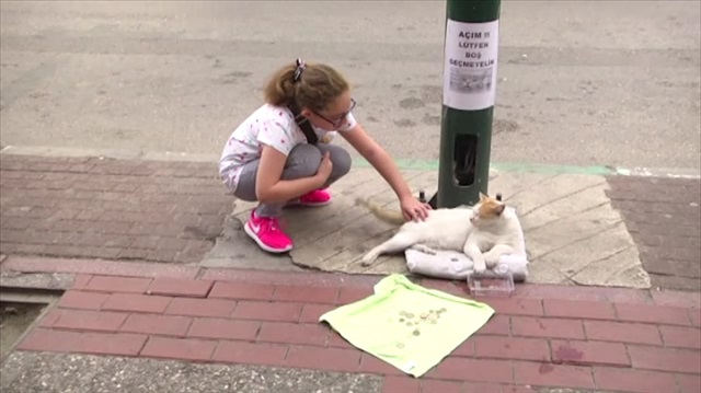 Mama için dilenen kedi fenomen oldu