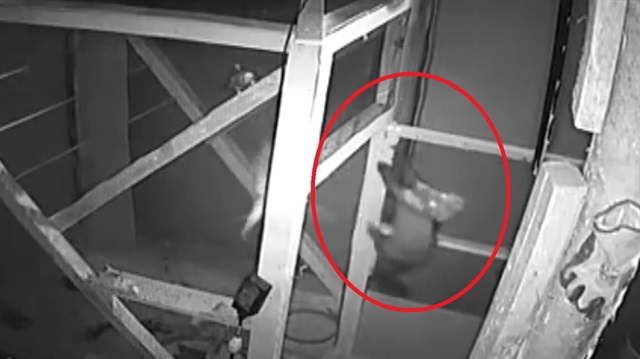 Kümese dadanan sansar muhabbet kuşlarını boğdu
