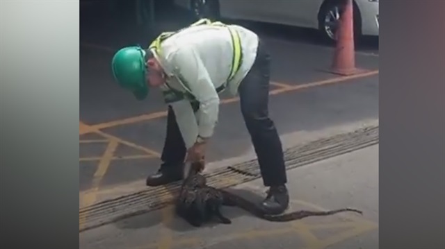 Kediyi pitonun ağzından zor kurtardılar