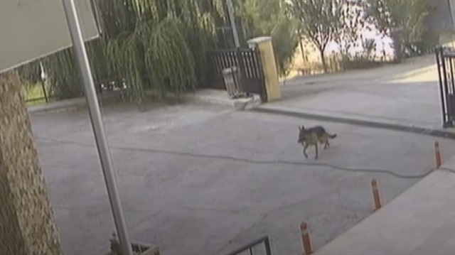Yaralanınca hastaneye koşan akıllı köpek