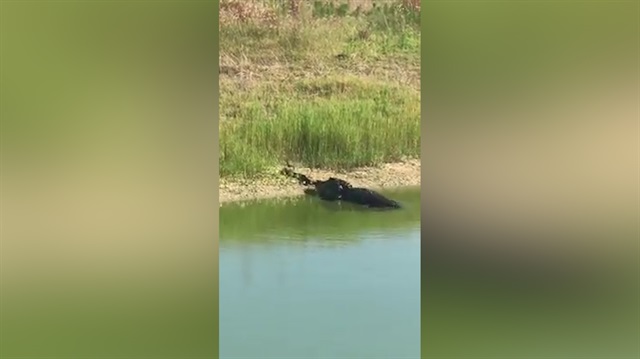 Timsahın nefes kesen yılan avı kamerada