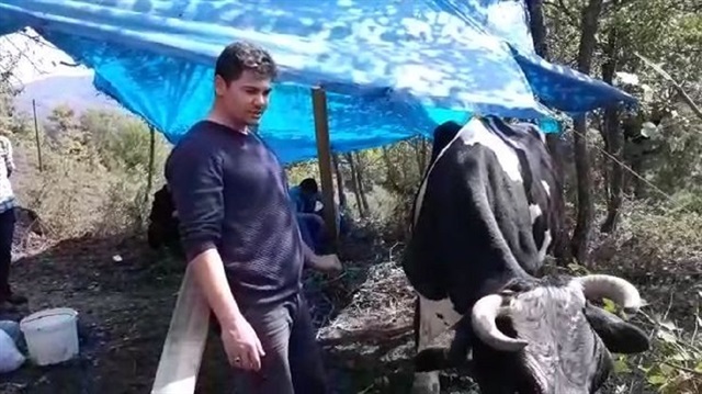 İneğin, sahibinin kendileri için yaptıkları mangaldan et yemesi şaşkınlığa neden oldu.