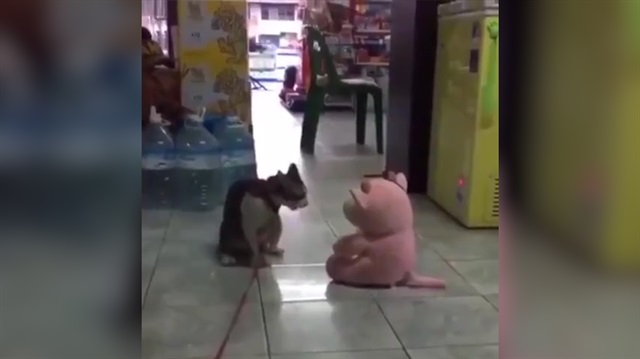 Oyuncak ayıya salto atan çılgın kedi