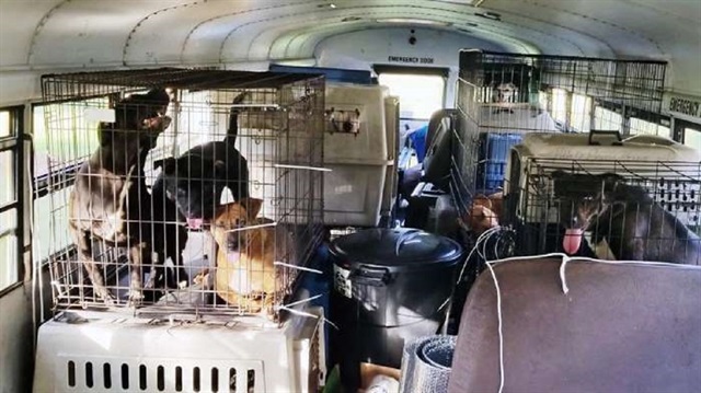 Kamyon şoförü Tony Aslup, ABD’nin Kuzey ve Güney Carolina eyaletlerini vuran Florence fırtınasından etkilenen 64 kedi ve köpeği kurtararak okul otobüsüyle Alabama’ya götürdü.