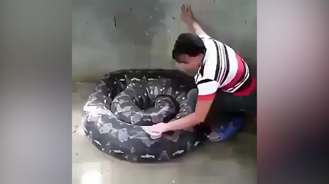Araba yıkar gibi dev pitonu yıkayan kadın