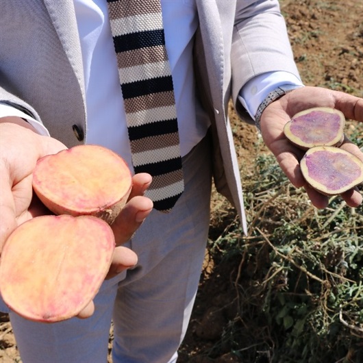 İlk yerli ve milli renkli patates hasat edildi